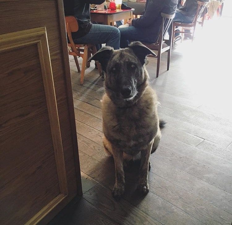 The Sparrow Bier Cafe Yorkshire West Yorkshire | Rover Dog-friendly Pub ...